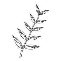 Eucalyptus Globulus-bladolie